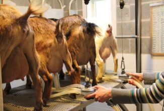 Harvesting Goat Milk